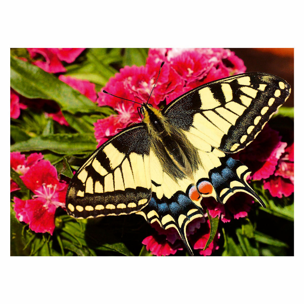 Ravensburger sommerfugl