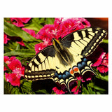 Ravensburger sommerfugl
