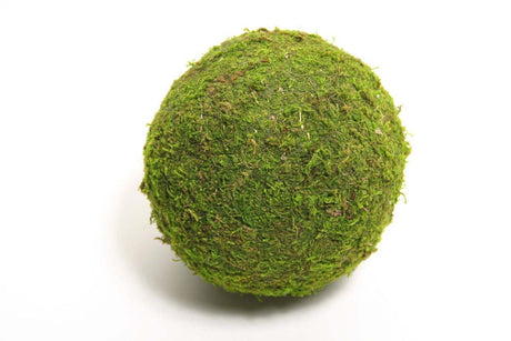 HBx naturlig levende kuglemos Asien ø20cm