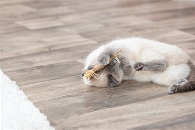 Trixie matatabi pind med frynser