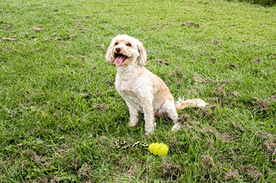 Happy Pet Grrrelli Soft Tugger Gul