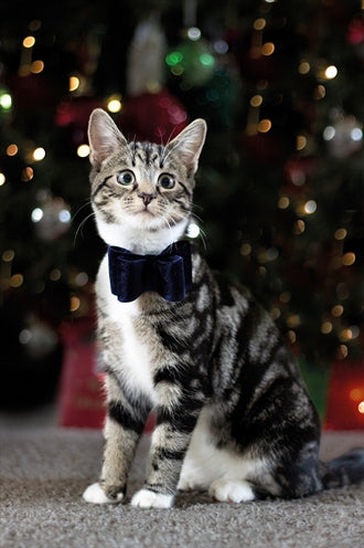 Amorkomet luksus butterfly fløjlsblå