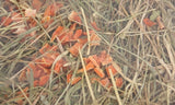 Fremragende Spice Hay Carrot og Echinacea