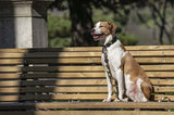 Morso hundesnor genanvendt fuldmetal hundebrun