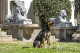 Morso hundesnor justerbar genanvendt fuldmetal hundebrun