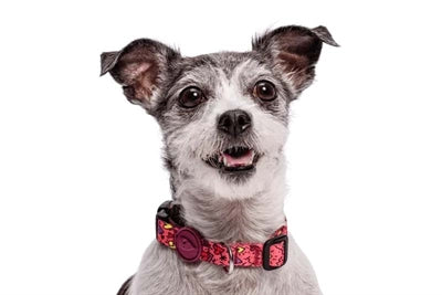 Morso hundehalsbånd genbrugt pink tænk pink