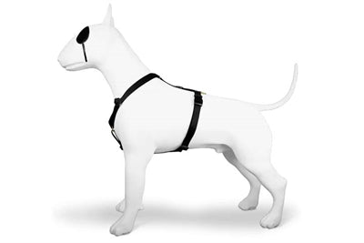 Morso hundesele h-sele genanvendt guld kaviar guld