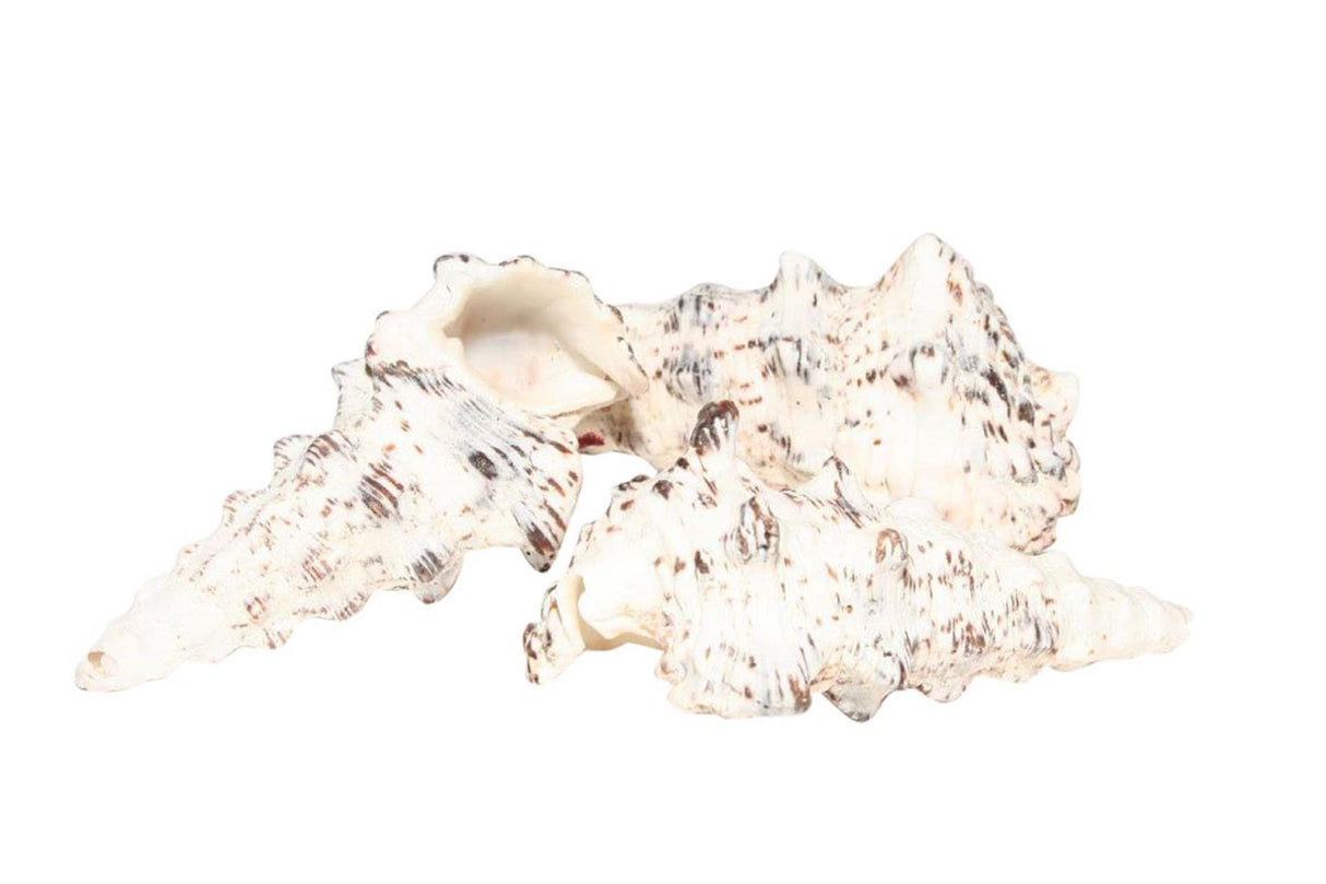 Hbx naturlig levende basisskal cerethium nodolosum 500 gram