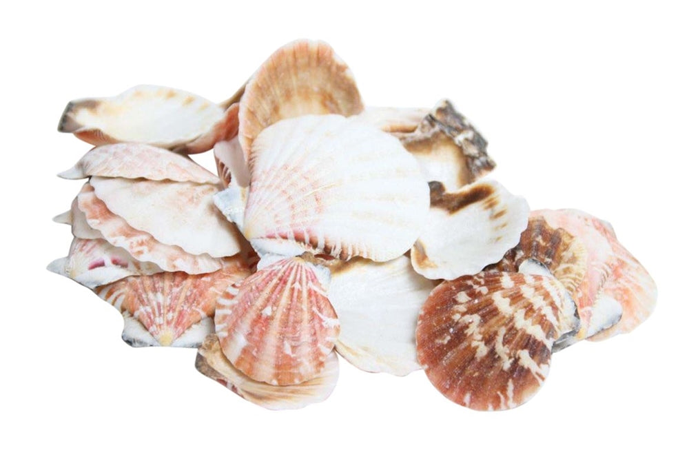 Hbx naturlige levende skaller pecten vexillum 500gr