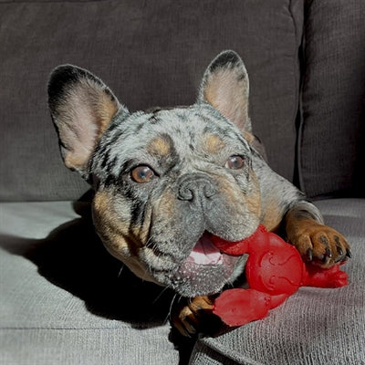 Nylabone Extreme Chew Lobster Filet Mignons smag