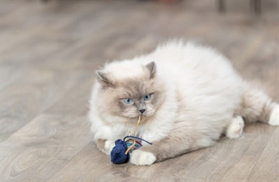 Trixie Marine Animal Plush med Catnip Assorti