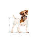 Royal Canin Mini voksen