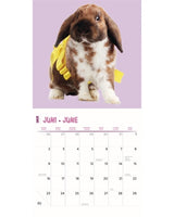 kalender kaniner studie 2025