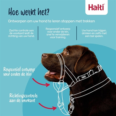 Selskabet af dyr selskab af dyr halti hovedkrave sort