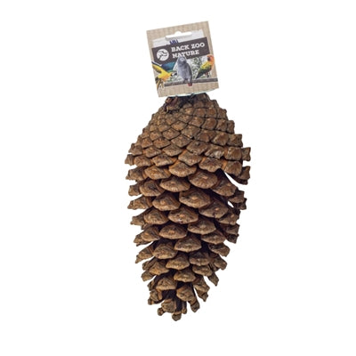 Back zoo nature foraging pine cone
