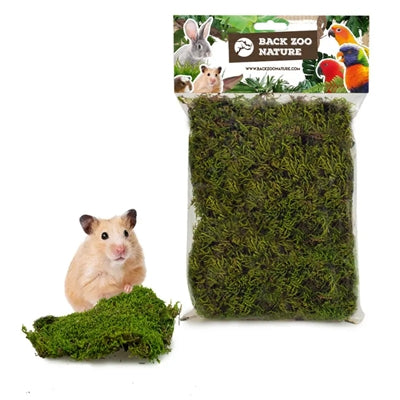 Tilbage zoo natur skov mos