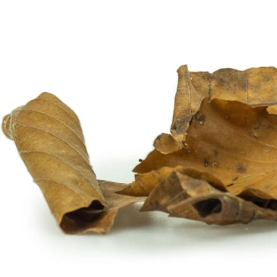 Tilbage zoo naturopdagelse blade