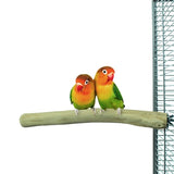Tilbage zoo natur java aborre