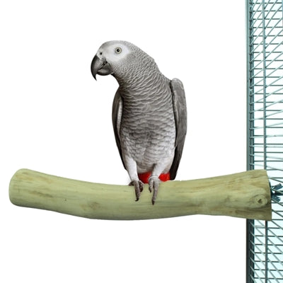 Tilbage zoo natur java aborre
