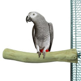 Tilbage zoo natur java aborre