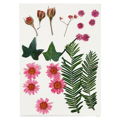 Creativ virksomhed https: www.cchobby.nl tørrede-blomster-og-blade-ca-19-piece-lightred-1-box