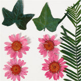Creativ virksomhed https: www.cchobby.nl tørrede-blomster-og-blade-ca-19-piece-lightred-1-box