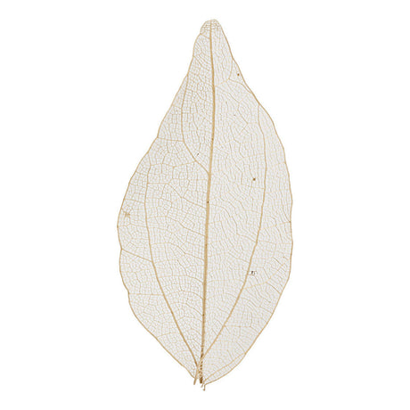 Creativ Company Skeleton blade naturlige tørrede blade, 20 ..