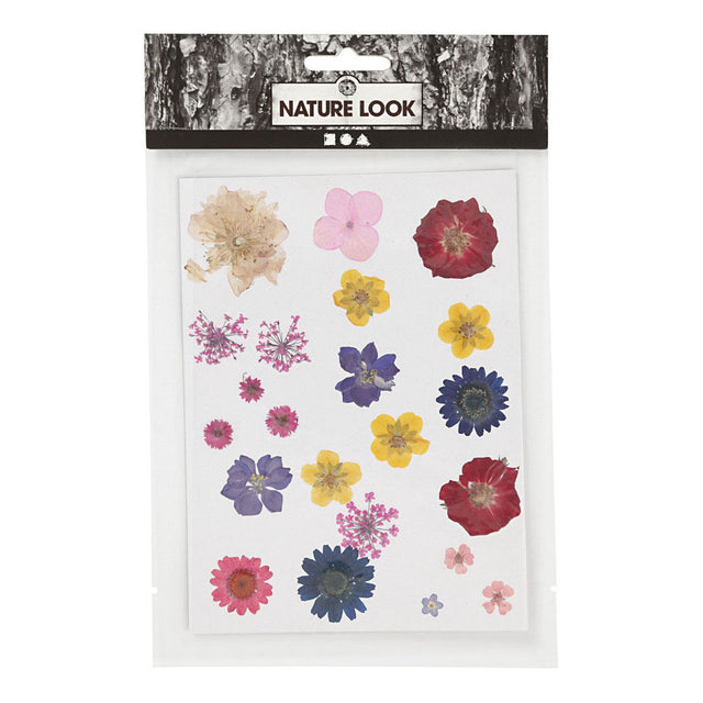 Creativ Company tørrede blomster og efterlader forskellige farver