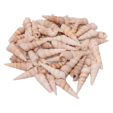 Farver - havskaller turritella, 550g