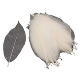 Magnolia bladskeletter, 50 stk.