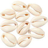 Creativ virksomhed https: www.cchobby.nl shells-l-20-mm-12-piece-1-box