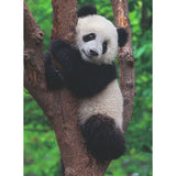 Ravensburger puslespil panda og koala 2 x 500 brikker