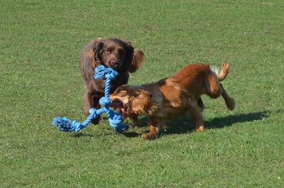 Happy pet flossin fun 3 knob