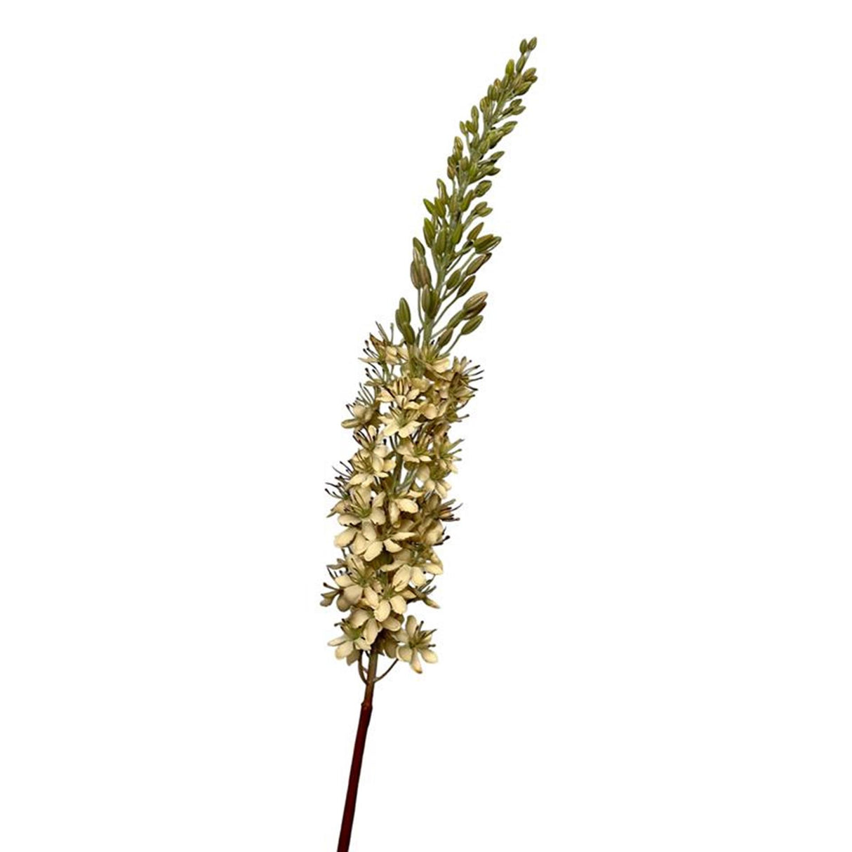Roberts kollektion kunstig blomst eremurus ørkenhale 106cm creme
