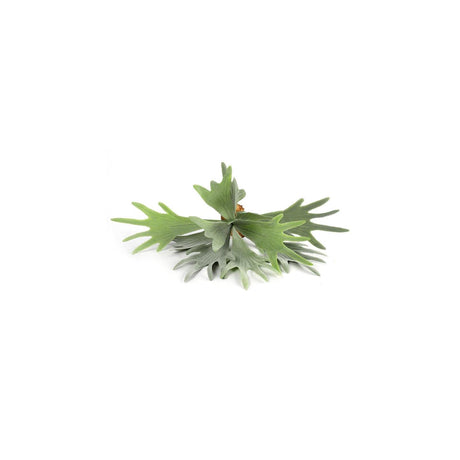 Countryfield kunstig plante platycerium grøn 10xh63,5cm