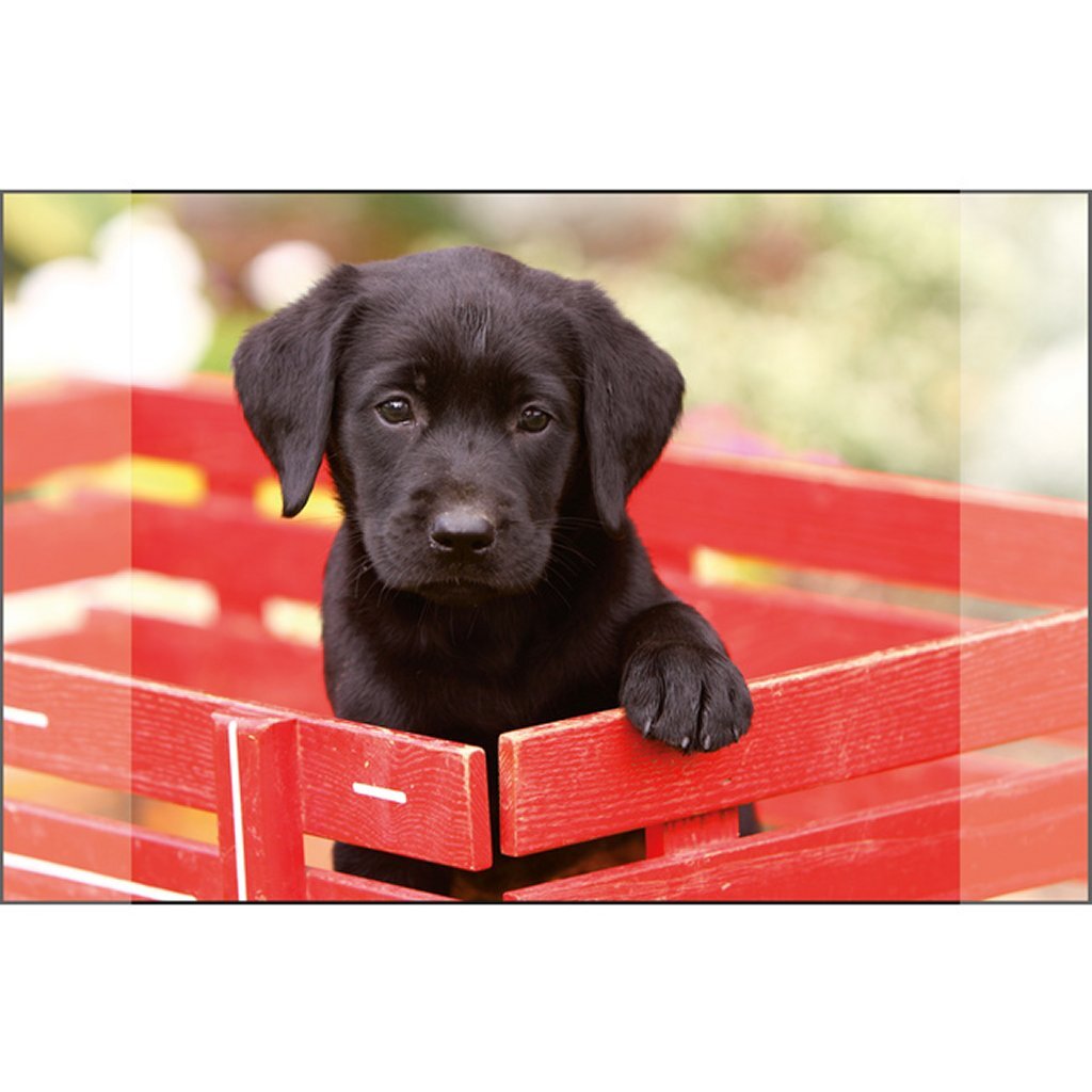 Kangaro skrivebordsunderlag sort labrador hvalp 38x58cm