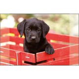 Kangaro skrivebordsunderlag sort labrador hvalp 38x58cm