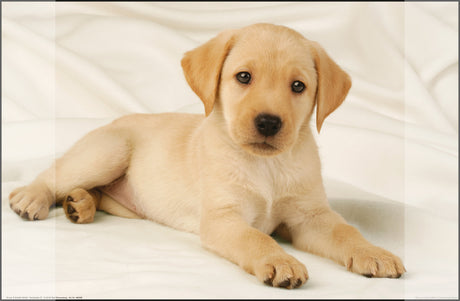 Kangaro k-0014d108 skrivebordsunderlag pp 38x58cm design labrador hvid