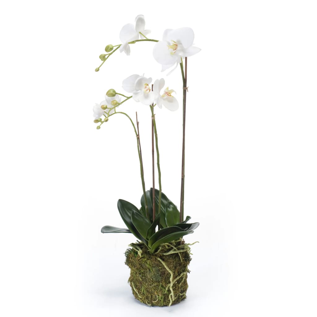 Emerald Art Plant Butterfly Orchid 70 cm hvid