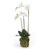 Emerald Art Plant Butterfly Orchid 70 cm hvid