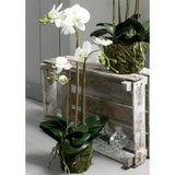 Emerald Art Plant Butterfly Orchid 70 cm hvid