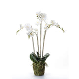 Emerald Art Plant Orchid med Moss White 90 cm 20.355