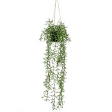 Emerald Art Plant hængende i Pot Senecio 70 cm