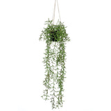 Emerald Art Plant hængende i Pot Senecio 70 cm