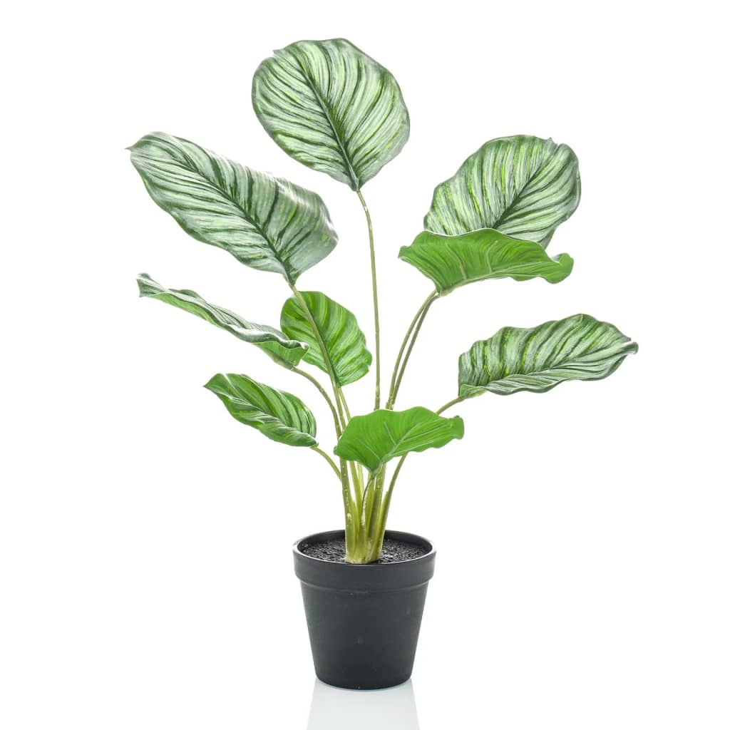 Emerald Art Plant i Pot Calthea Orbifolia 45 cm