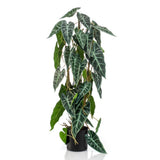 Emerald Art Plant i Pot Alocasia 75 cm