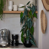 Emerald Art Plant i Pot Alocasia 75 cm