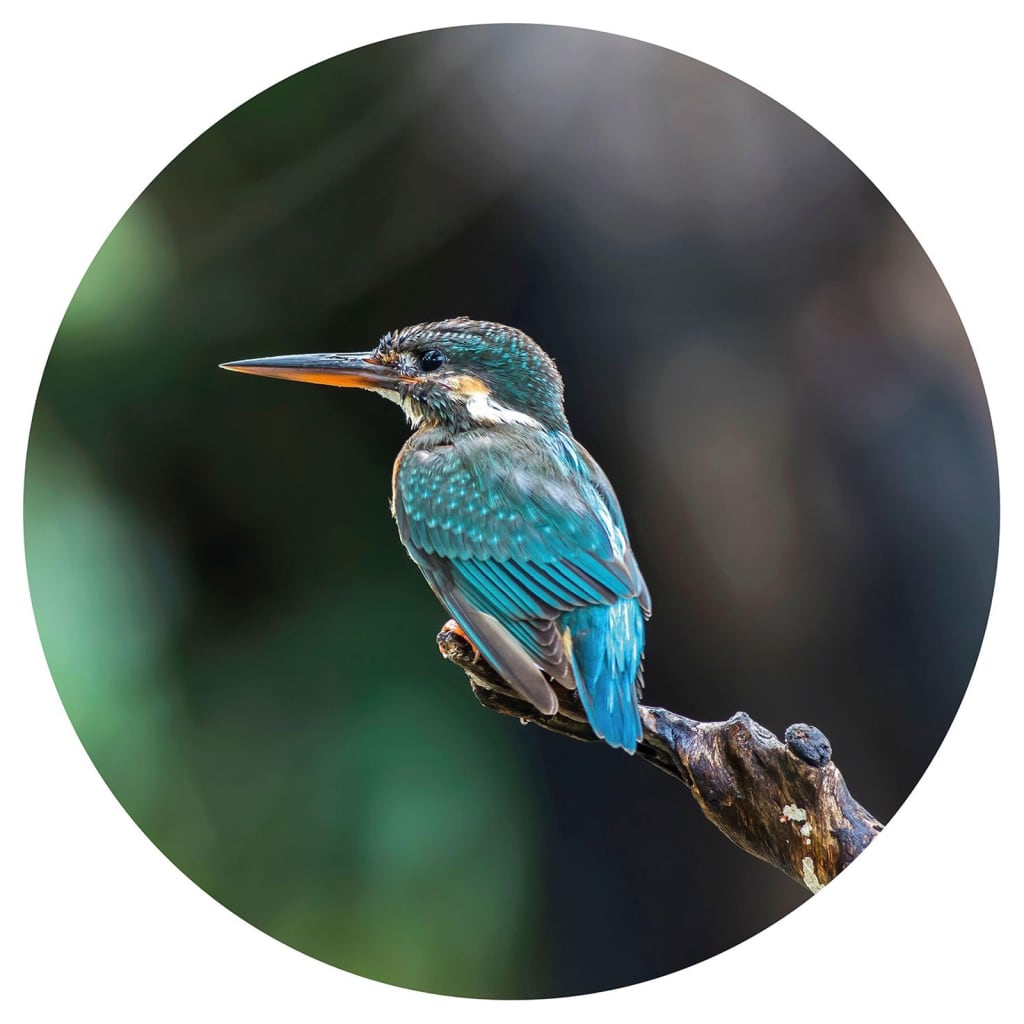 Wallart Wallow Circle The Kingfisher 142,5 cm