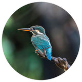 Wallart Wallow Circle The Kingfisher 142,5 cm