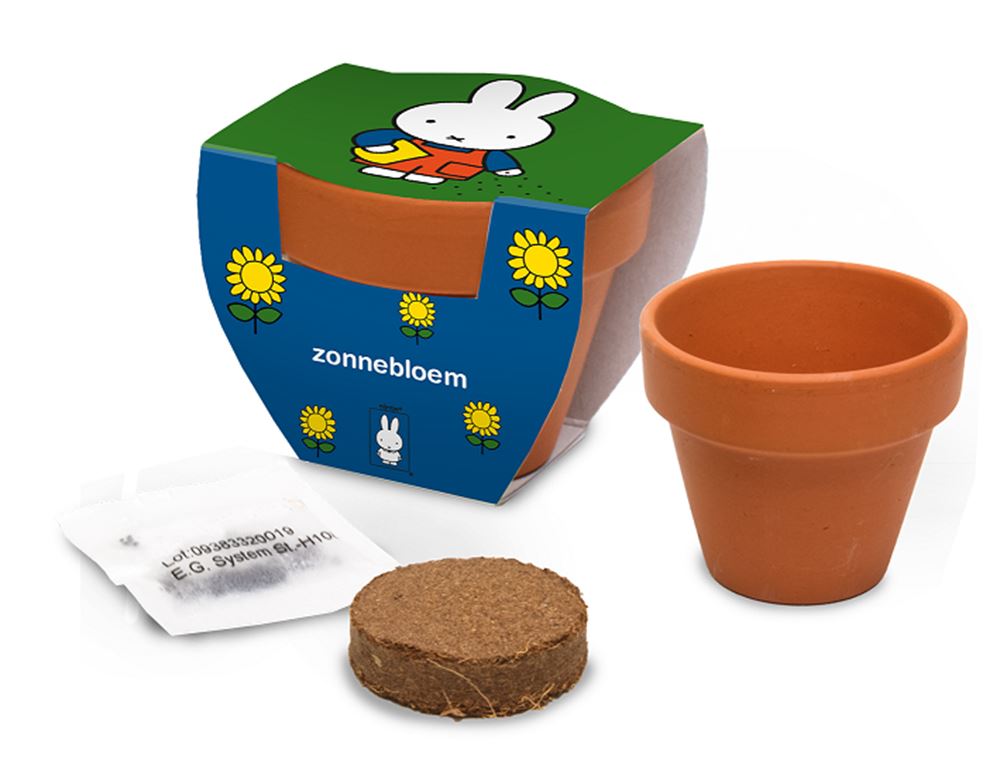 Nijntje terracota pot zonnebloem.